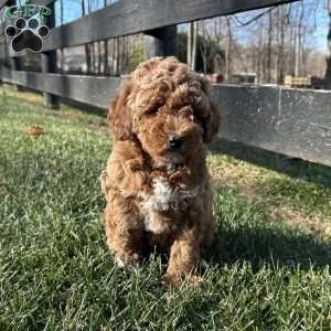 Teddy, Mini Goldendoodle Puppy