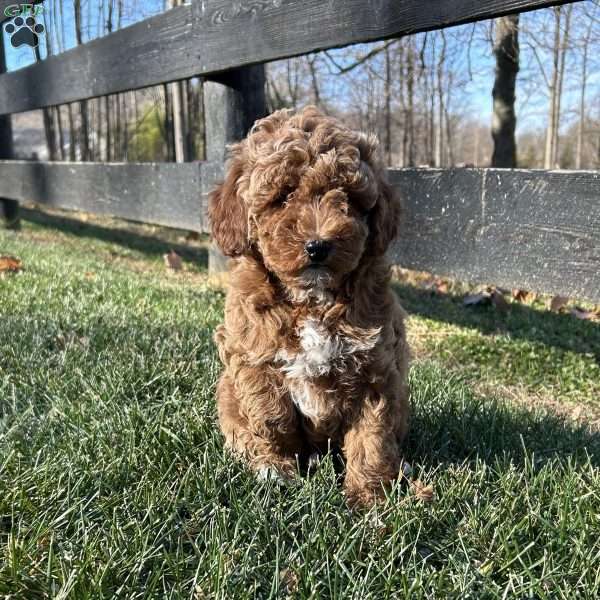 Teddy, Mini Goldendoodle Puppy
