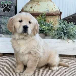 Tootsie, Golden Retriever Puppy