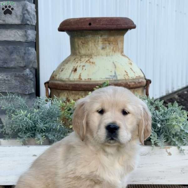Tootsie, Golden Retriever Puppy