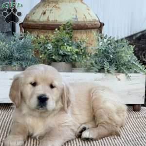 Tootsie, Golden Retriever Puppy