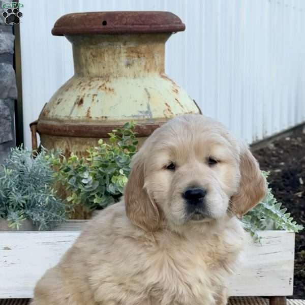 Tyson, Golden Retriever Puppy