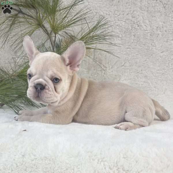 Milo, French Bulldog Puppy