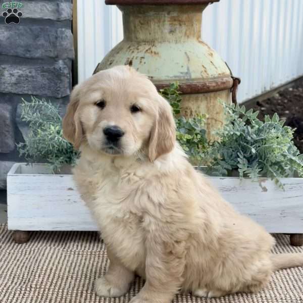 Tessa, Golden Retriever Puppy