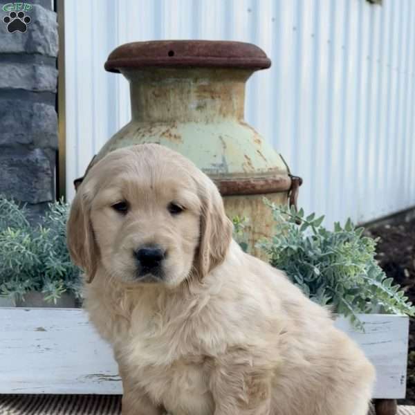 Tiger, Golden Retriever Puppy