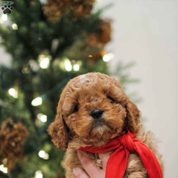Crinkle, Cavapoo Puppy