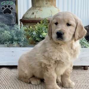 Tiger, Golden Retriever Puppy