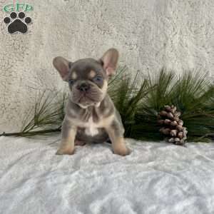 Biscuit, French Bulldog Puppy