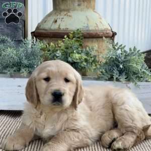 Tiger, Golden Retriever Puppy