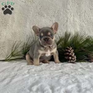 Biscuit, French Bulldog Puppy