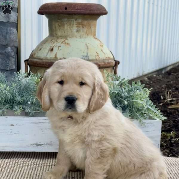 Thor, Golden Retriever Puppy