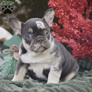 Natalie, French Bulldog Puppy