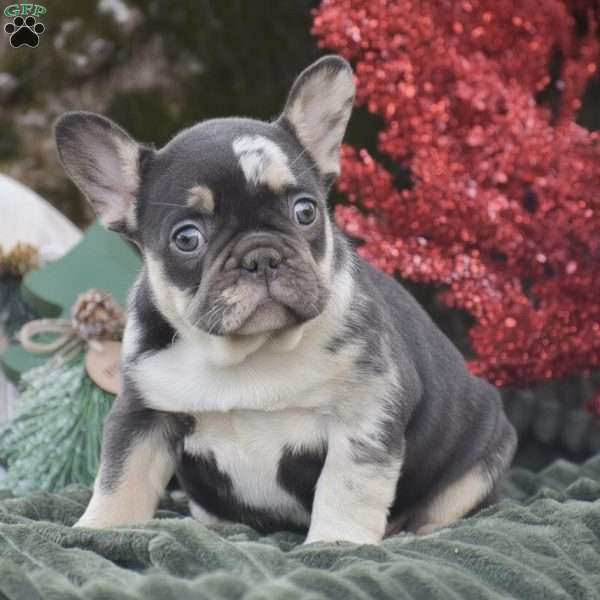Natalie, French Bulldog Puppy