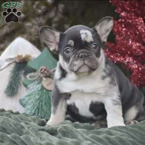 Natalie, French Bulldog Puppy