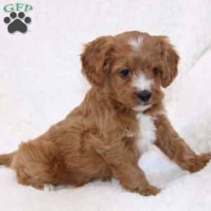Noelle, Cavapoo Puppy