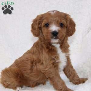Noelle, Cavapoo Puppy