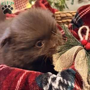 Calvin, Pomeranian Puppy