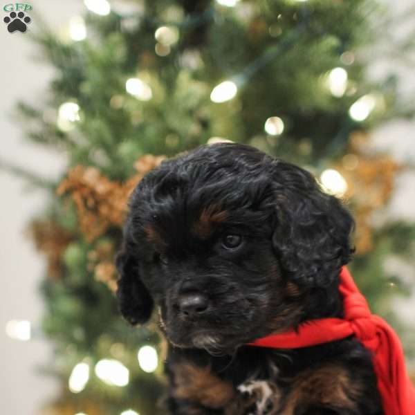 Milo, Cavapoo Puppy