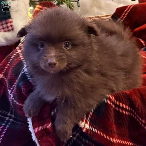 Calvin, Pomeranian Puppy