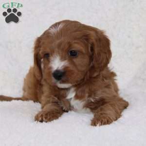 Noelle, Cavapoo Puppy