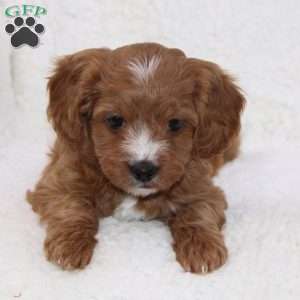 Noelle, Cavapoo Puppy