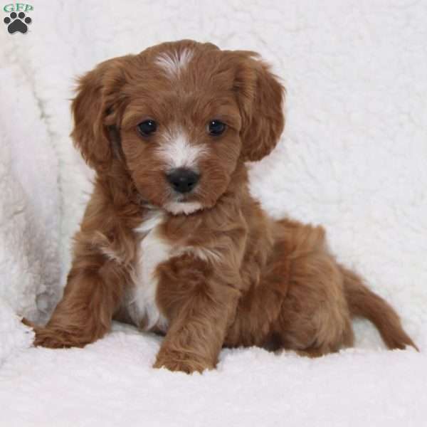 Noelle, Cavapoo Puppy