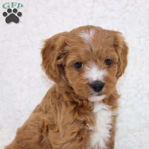 Noelle, Cavapoo Puppy