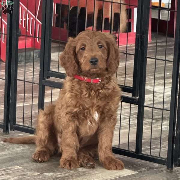 Ivan, Mini Goldendoodle Puppy
