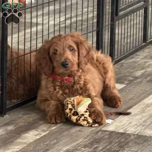 Ivan, Mini Goldendoodle Puppy