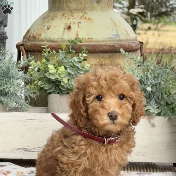 Olive, Miniature Poodle Puppy