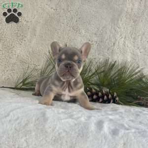 Biscuit, French Bulldog Puppy