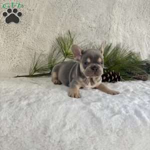 Biscuit, French Bulldog Puppy