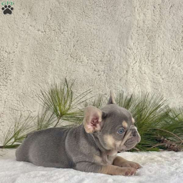 Biscuit, French Bulldog Puppy