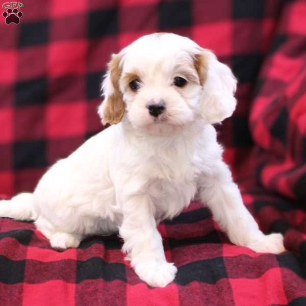Joy, Cavapoo Puppy