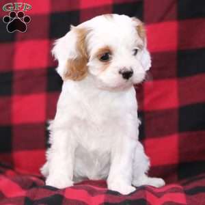 Joy, Cavapoo Puppy