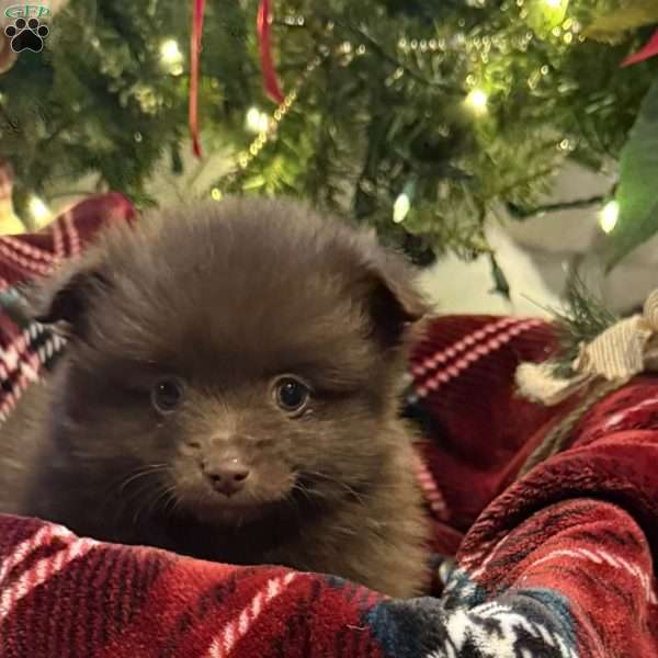 Klein, Pomeranian Puppy