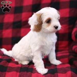 Joy, Cavapoo Puppy