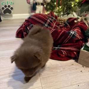 Klein, Pomeranian Puppy