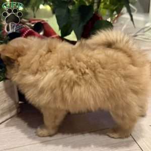 Maggie, Pomeranian Puppy