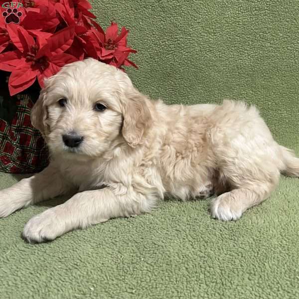 FAITH, Goldendoodle Puppy