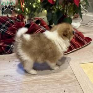 Phillip, Pomeranian Puppy