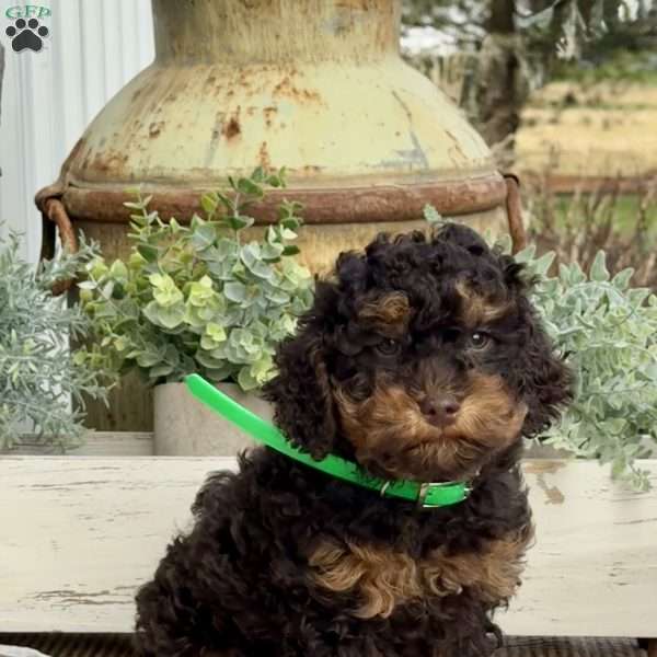Ozzy, Miniature Poodle Puppy