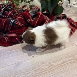 Belly, Pomeranian Puppy