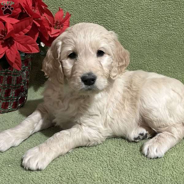 GLORIA, Goldendoodle Puppy