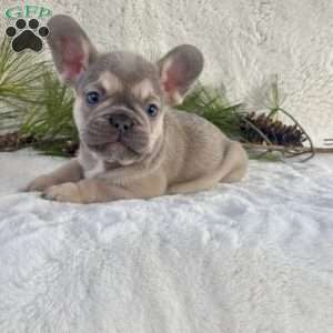 Baxter, French Bulldog Puppy