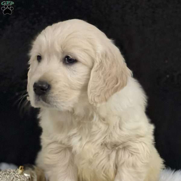 Simon, English Cream Golden Retriever Puppy