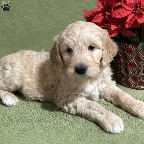 HOPE, Goldendoodle Puppy