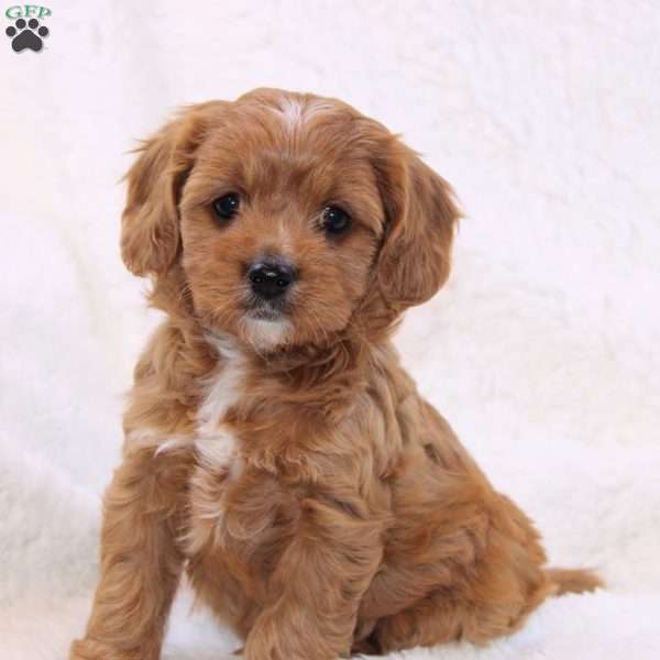 Holly, Cavapoo Puppy