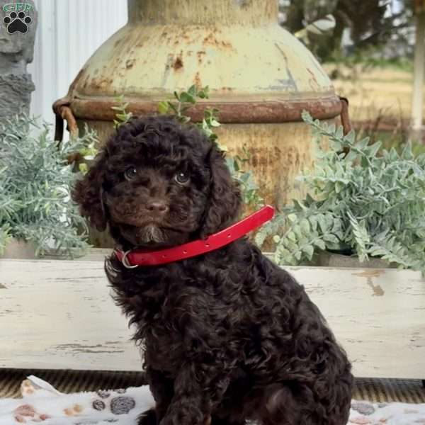 Oakley, Miniature Poodle Puppy