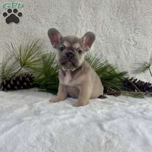 Baxter, French Bulldog Puppy